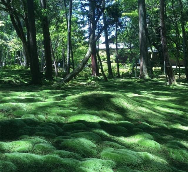 日本最難預約的寺廟 在京都 西芳寺 人人焦點