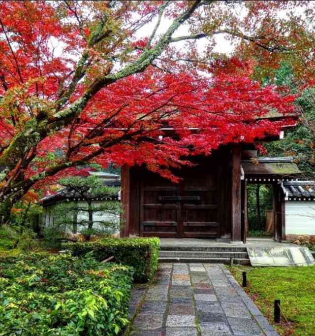 日本最難預約的寺廟 在京都 西芳寺 人人焦點