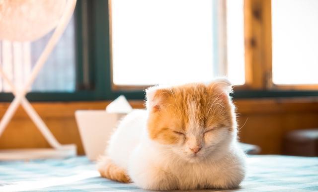 天气转凉 猫咪食欲下降怎么办 两方面问题需要注意 人人焦点