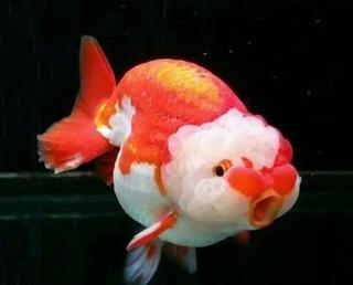 金魚丹頂繁殖