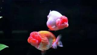 蘭壽金魚是不是金魚里最不易飼養的品種 飼養它們有何要點 人人焦點 蘭壽金魚是不是金魚里最不易飼養的品種 飼養它們有何要點 人人焦點