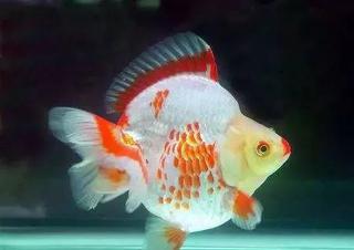 短尾鎏金 金魚 的鑑賞和飼養 人人焦點