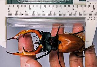 阿卡巴歐洲深山鍬形蟲飼育記錄 人人焦點 阿卡巴歐洲深山鍬形蟲飼育記錄 人人焦點