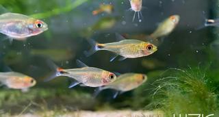 燈魚雜談 南美紅寶石 露比燈 人人焦點